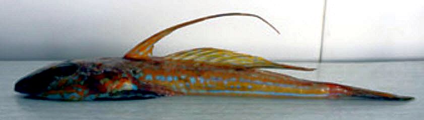 Callionymus lyra_005